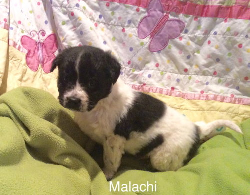 Malachi