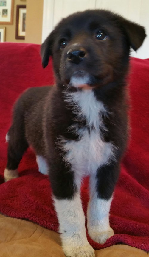 Bear