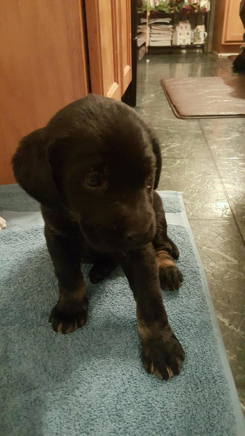 Paws