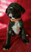 Rylee