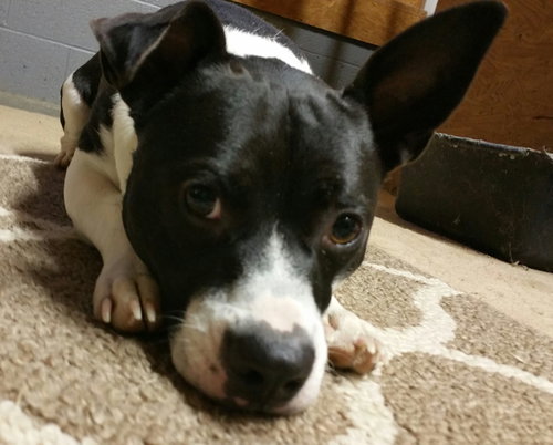 Petey