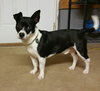 Petey