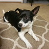 Petey