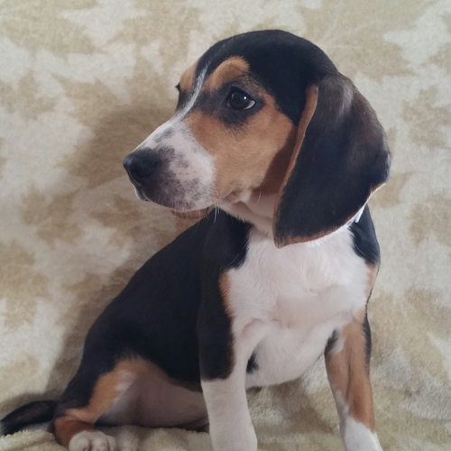 Maggie