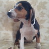 Maggie