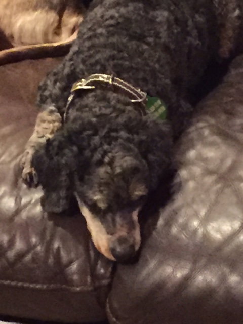 Buster Brown