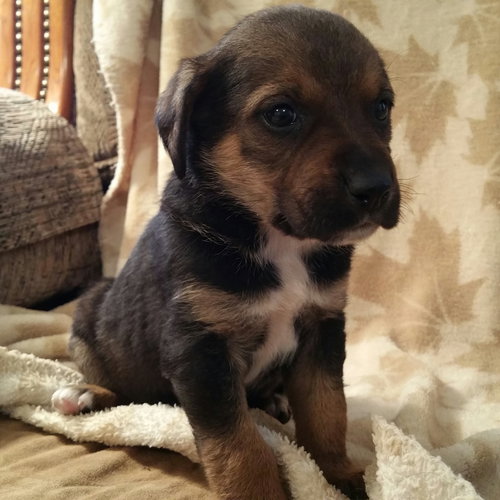 Huckleberry