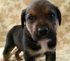 Huckleberry