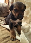 Huckleberry