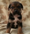 Huckleberry