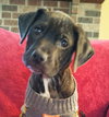 Rocky