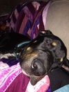 Hank