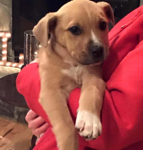 Remington