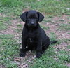 Rosie