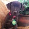 Tink