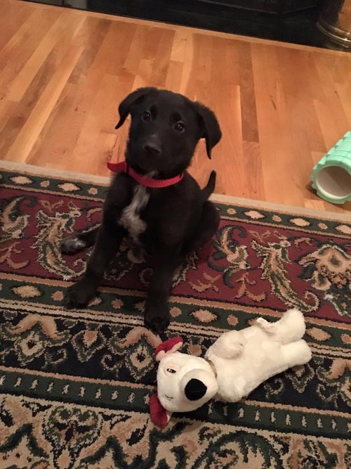 Piper