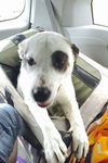 Wishbone