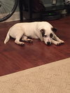 Wishbone