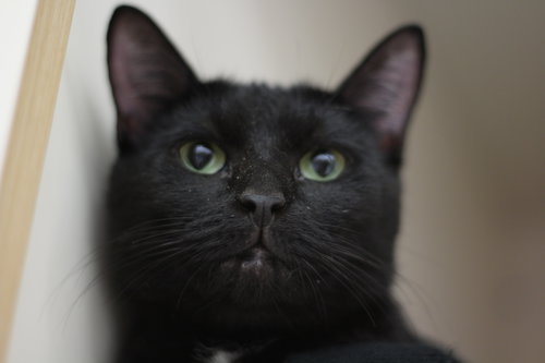 Henrietta