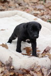Scout