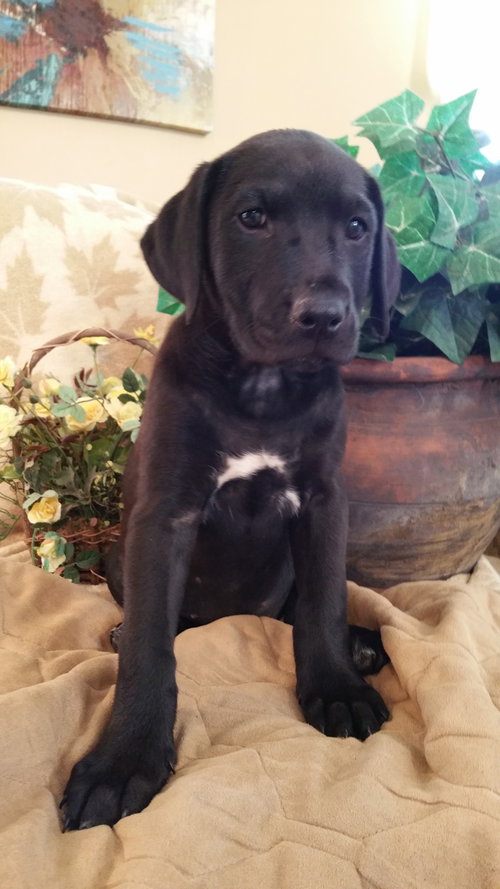 Scout