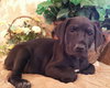 Scout