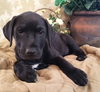 Scout