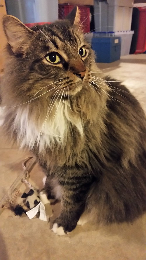 Mattie