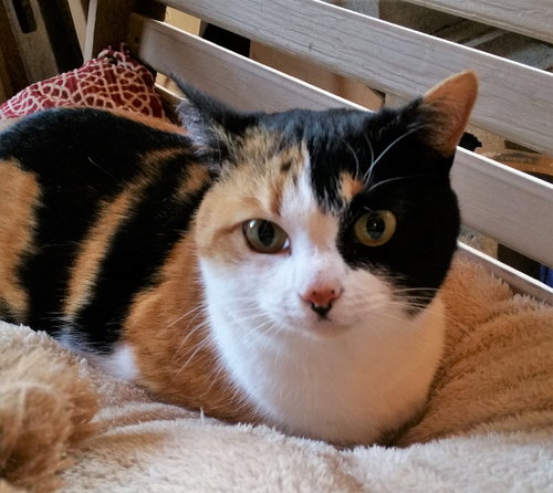Bella