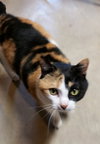 Bella