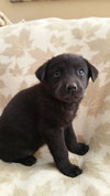 Penelope