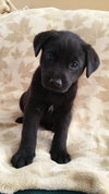 Rosie