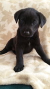 Rosie