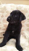 Rosie