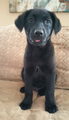 Rosie