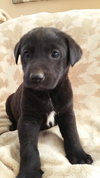Roo