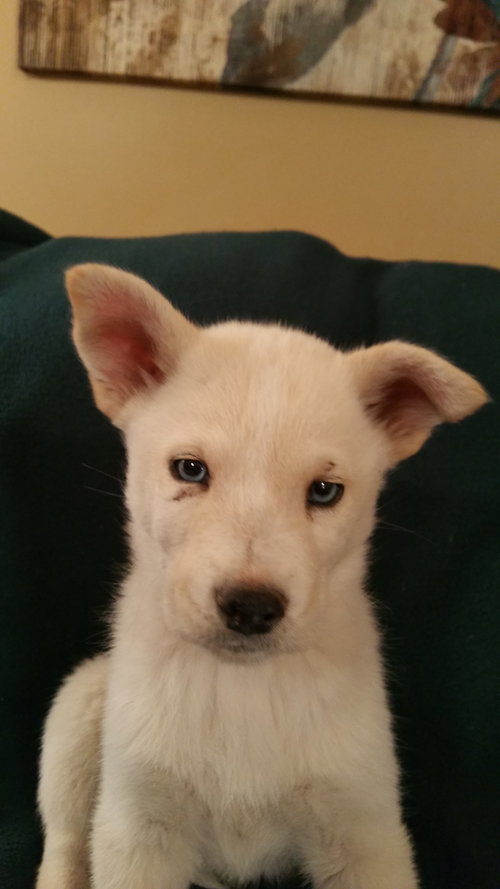 Akira
