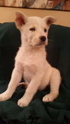 Akira