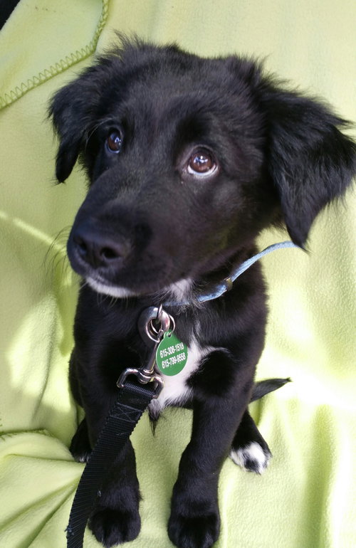 Gunner
