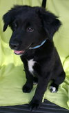 Gunner