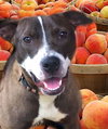 Peaches