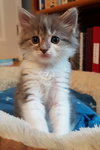 Gus