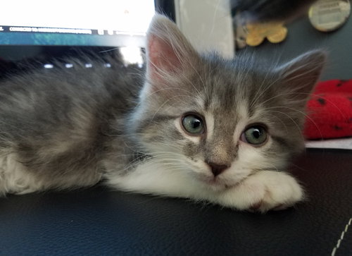 Gus