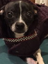 Chloe