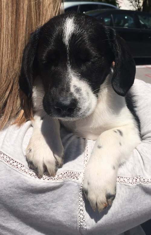 Sebastian