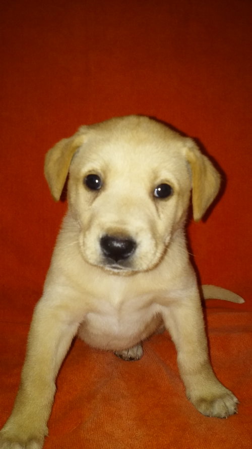 Remi