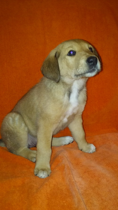 Lola