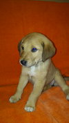 Lola