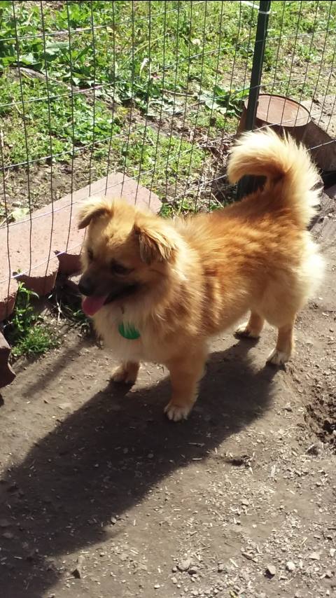 Dinky