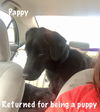Pappy